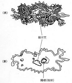 日本刀各部名称解説図表・目貫